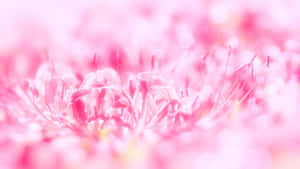 粉紅色蜘蛛百合雄蕊特寫，背景模糊。 — 粉紅色 壁紙