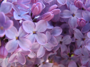 一簇紫色丁香花，柔焦效果，黃色中心。 — 花朵美學動態圖 壁紙