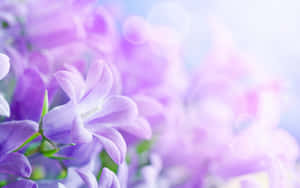 精緻紫色風鈴花的特寫，帶有柔和背景散景和陽光。 — 美麗的秋天 壁紙