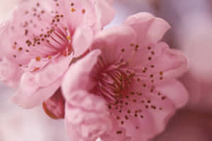 柔軟粉紅櫻花近距離特寫，可見雄蕊。 — 星星 壁紙