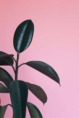 柔軟粉紅色背景上的光澤綠色橡膠植物葉片。 — 花朵 壁紙