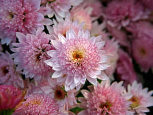 一簇粉紅菊花，花瓣精細，花心黃色。 — 粉色花朵 壁紙