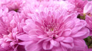 一簇柔焦的粉紅菊花。 — iMac 壁紙