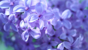 一簇紫色丁香花，柔焦效果，光線柔和。 — 自然 壁紙