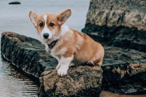 柯基犬圖片 — 海拉 壁紙