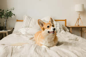 柯基犬圖片 — 海拉 壁紙
