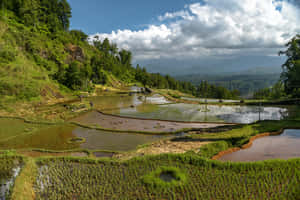 梯田在藍天下倒映著雲朵，遠山可見。 — 自然 壁紙