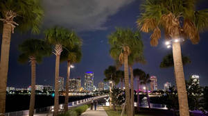 夜晚棕櫚樹排列的海濱長廊與燈火通明的城市天際線景觀。 — 城市風景 壁紙