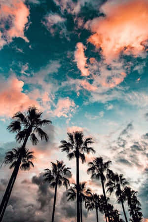 棕櫚樹在色彩繽紛的夕陽天空下形成剪影，天空中有珊瑚色和藍綠色的雲彩。 — 2:3 壁紙