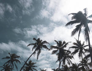 棕櫚樹剪影映襯著藍白相間的多雲天空。 — 棕櫚樹 壁紙