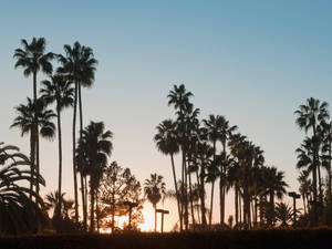 棕櫚樹剪影映襯著夕陽天空，散發溫暖的金色光芒。 — 棕櫚樹 壁紙