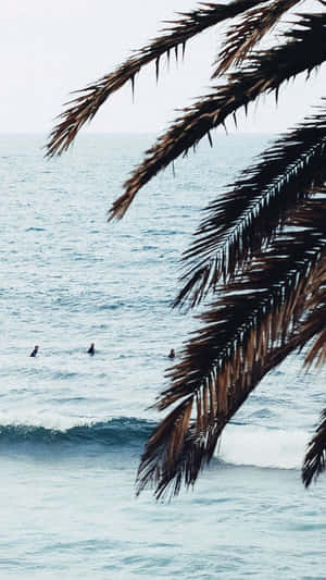 棕櫚葉框住了在陰天平靜海浪上漂浮的衝浪者。 — 海灘 iPhone 壁紙