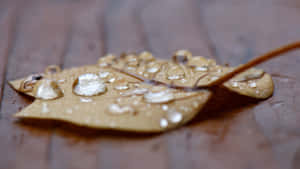 木質表面上帶有水珠的濕葉。
