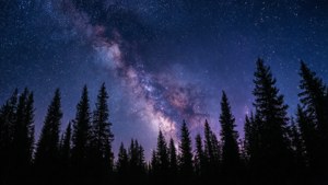 繁星夜空，銀河高聳於松樹剪影之上。