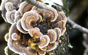 森林中苔蘚樹枝上生長的層狀層架菇。 — 樹木 壁紙