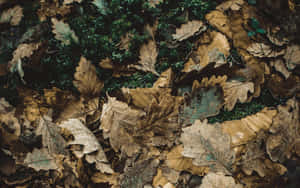 森林中綠色苔蘚上放置的乾燥棕色樹葉。 — 風景 壁紙