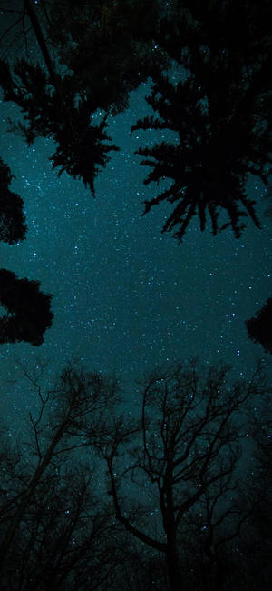 透過森林樹冠和樹木剪影看到的星空夜空。 — iPhone 18 壁紙