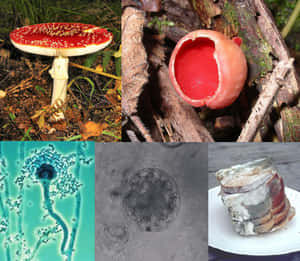 拼貼顯示放大下的紅色蘑菇、森林真菌和微生物。 — 蘑菇美學 壁紙