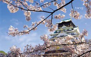 在陽光明媚的春日，櫻花在大阪城前盛開。 — 城堡動畫 壁紙