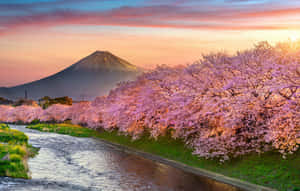 夕陽下，河邊的櫻花與富士山相映成趣。 — 櫻島麻衣 壁紙