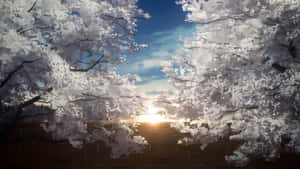 櫻花為磚牆後的夕陽構築了框架。 — 鬼滅之刃 壁紙