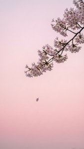櫻花枝與飄落花瓣襯粉紅天空 — 黃昏 壁紙