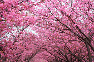 櫻花樹 4000 x 2667 背景 — 櫻花樹 壁紙