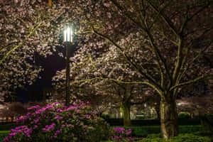 夜間燈光下的櫻花樹，前景有紫色杜鵑花。 — MacBook Pro M2 壁紙