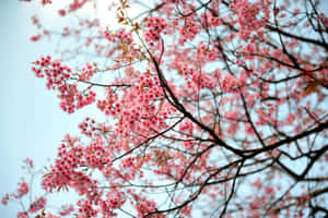 櫻花背景