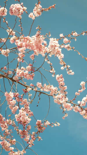 櫻花背景 — 櫻花 壁紙