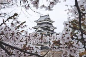 櫻花襯托著傳統日本城堡，天空多雲。 — 東京鐵塔 壁紙