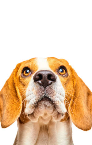 一隻比格犬，有棕色眼睛和垂耳，期待地向上看。 — POCO Pad C1 壁紙