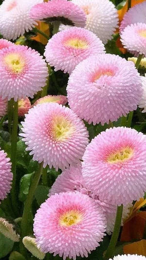綠色花園中一簇帶有黃色花心的粉紅色雛菊。 — 大理花 壁紙