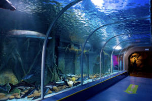 鯊魚游過古代遺跡的水下隧道水族館。 — 水族箱 壁紙