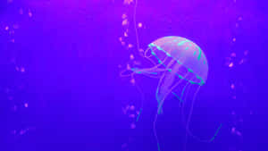 水母桌布 — 水母 壁紙