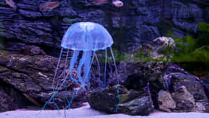 水母背景 — 水母 壁紙