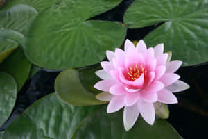 蓮花照片 — 蓮花 GIF 壁紙