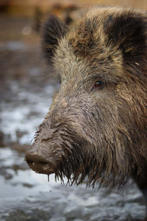 泥濘野豬，濕毛和從鼻口滴落的水滴。 — 野生動物 壁紙