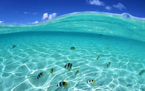 熱帶海底場景，魚兒在清澈藍色海水中游過沙底。 — 魚 GIF 壁紙