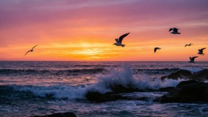 夕陽映照海面，海浪與海鷗形成剪影