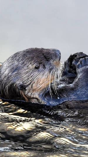 海獺仰面漂浮在平靜的水面上，陽光在水面反射。 — 野生動物 壁紙