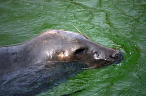 海豹頭部在綠色水面上，帶有漣漪 — 可愛動物動圖 壁紙