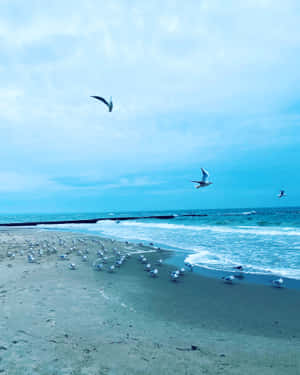 海鷗在沙灘上飛翔和站立，伴隨著海浪和多雲的天空。 — 海灘 壁紙