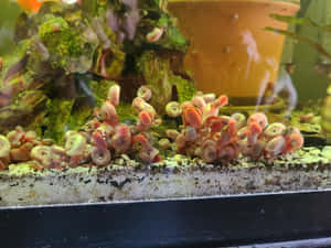 水族箱中，長滿苔蘚的石頭上一團粉紅色和白色小蝸牛。 — 可愛又粉嫩 壁紙