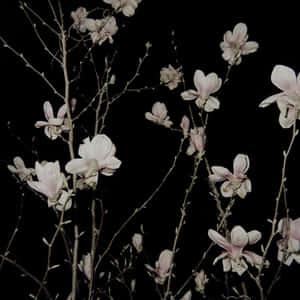 粉紅色的木蘭花在光禿禿的樹枝上，在黑色的夜空下綻放。 — Tumblr 花朵 壁紙