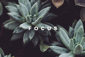 帶有白色文字「focus」疊加的多肉植物。 — 植物美學 壁紙