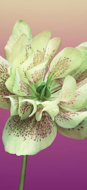 淡綠色鐵筷子花，帶有栗色斑點，背景為粉紅紫色漸層 — Realme C75 壁紙