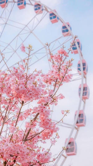 晴朗日子裡摩天輪前的粉紅櫻花。 — 美學 壁紙