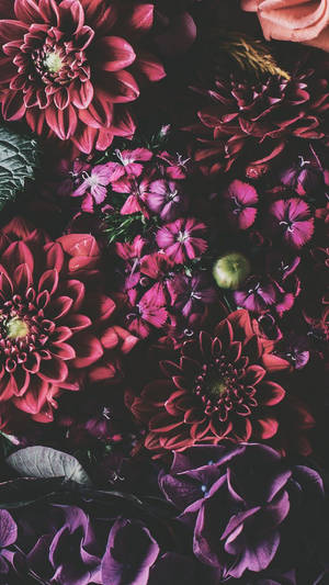 鮮豔的洋紅色和紫色花朵密集排列，背景深色。 — iPhone Xs 壁紙