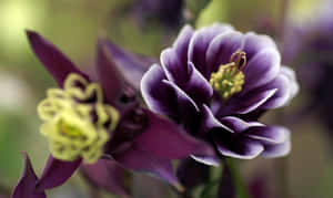 花園中帶有黃色花心的紫色耬斗菜花朵的特寫。 — Tumblr 花朵 壁紙